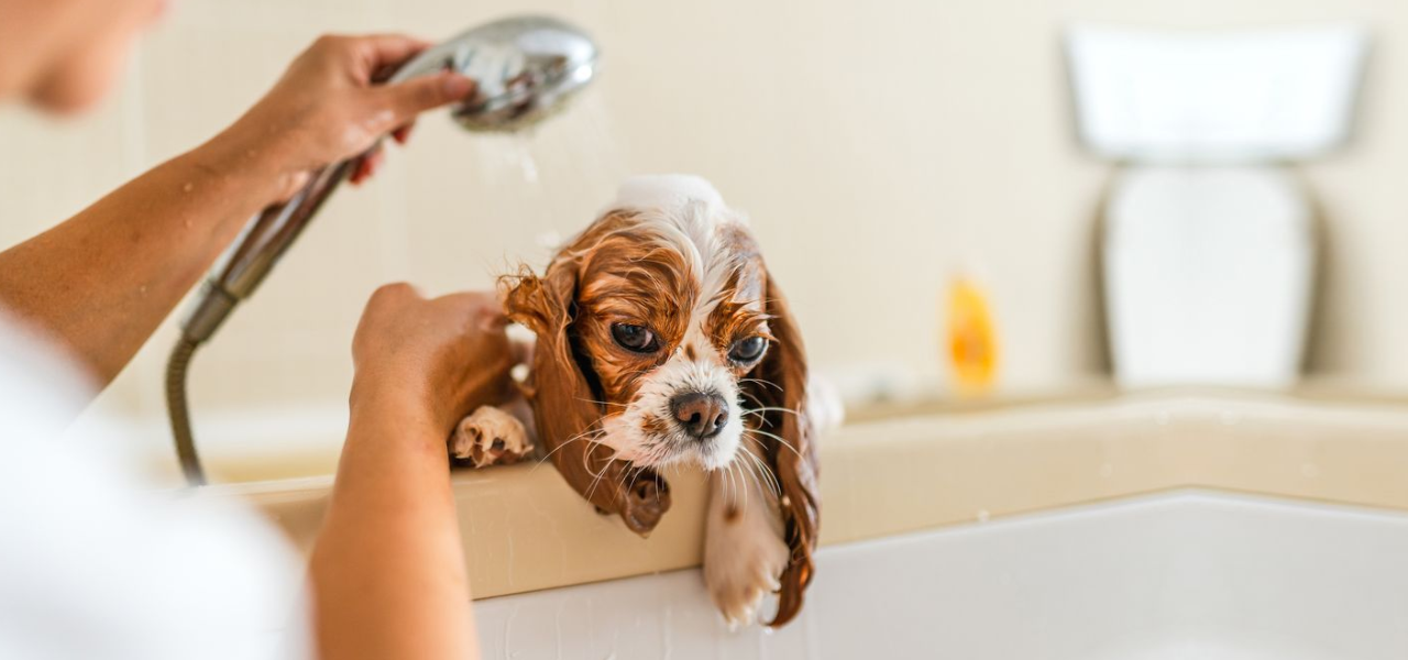  Portable shower used for washing pets outdoors